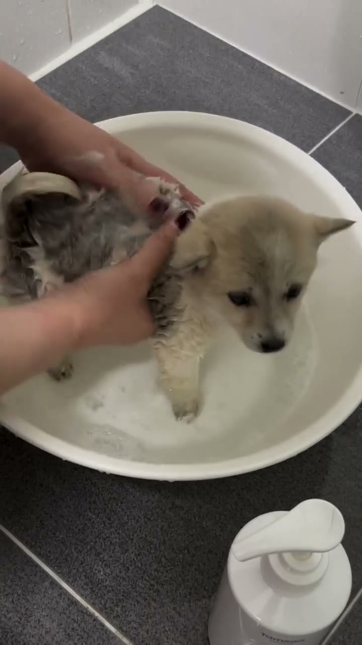 아가 강아지 샤워 (강추 영상)